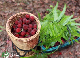 楊梅籽可以種嗎？楊梅籽怎么種小盆栽?？