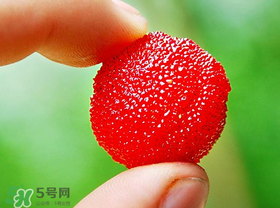 楊梅一天最多吃多少？楊梅一次能吃多少？