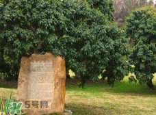 掛綠為什么只有一株？掛綠荔枝為什么不多種？