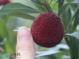 楊梅放冰箱能放幾天？楊梅可以放冰箱嗎？