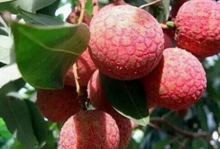 黑葉荔枝好吃嗎？黑葉荔枝多少錢一斤2017？