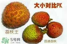 荔枝王好吃嗎？荔枝王和妃子笑的區(qū)別