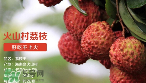 荔枝王的產(chǎn)地是哪里？荔枝王產(chǎn)地在哪兒