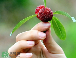 楊梅和花生能一起吃嗎？吃了楊梅還能吃生花生嗎？