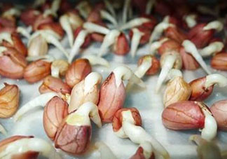 六月份還可以種花生嗎？六月份種花生可以嗎？