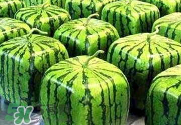 方形西瓜多少錢一斤2017？ 方形西瓜模具一個多少錢