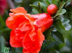 石榴花花語代表什么意思？石榴花花語是什么意思