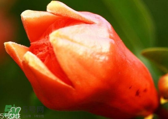 石榴花有毒嗎？石榴花能吃嗎？