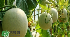 甜瓜怎么挑？甜瓜挑選方法