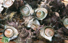 死海螺能吃嗎？死海螺可以吃嗎