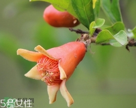 石榴花有毒嗎？石榴花能吃嗎？