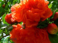 石榴花花語代表什么意思？石榴花花語是什么意思