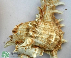 海螺是寒性的嗎？海螺是熱性還是涼性的