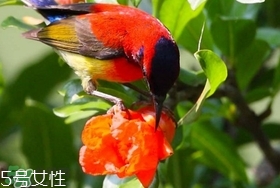 石榴花有毒嗎？石榴花能吃嗎？