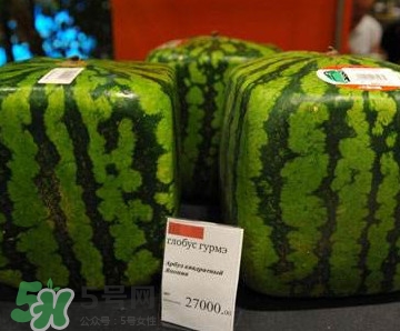 方形西瓜哪里有賣的？哪里可以買到方形西瓜