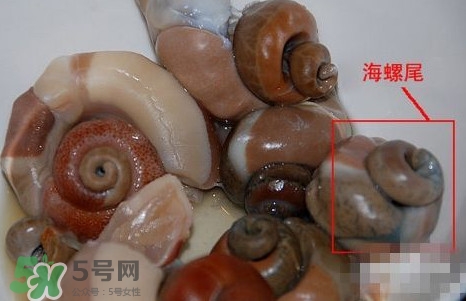 海螺是發(fā)物嗎？海螺是不是發(fā)物