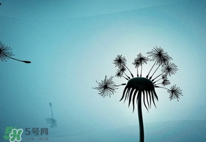 蒲公英開(kāi)花了還能吃嗎？蒲公英開(kāi)花的好還是不開(kāi)花的好？