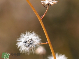 蒲公英開(kāi)花了還能吃嗎？蒲公英開(kāi)花的好還是不開(kāi)花的好？