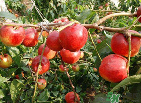 油桃和西紅柿能一起吃嗎？毛桃和西紅柿能一起吃嗎？