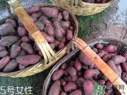 紅土豆是轉(zhuǎn)基因的嗎？紅土豆和正常土豆的區(qū)別