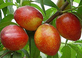 油桃和西紅柿能一起吃嗎？毛桃和西紅柿能一起吃嗎？