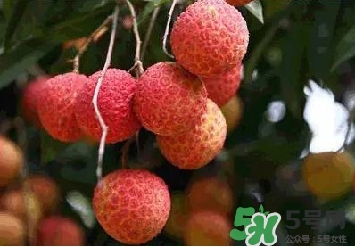 糯米糍荔枝多少錢一斤2017？糯米糍荔枝市場價格