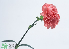 父親節(jié)可以送康乃馨嗎？父親節(jié)送康乃馨好不好？