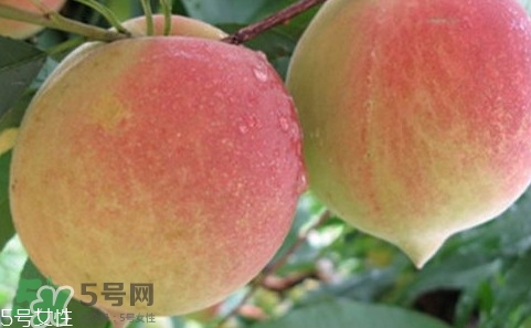 鷹嘴桃多少錢一斤2017？鷹嘴桃市場(chǎng)價(jià)格