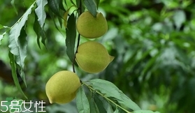鷹嘴桃種植應(yīng)注意哪些？鷹嘴桃什么時(shí)間修剪