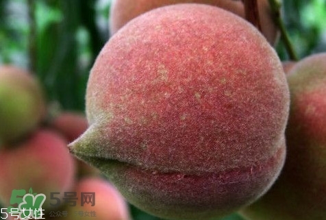 九仙桃怎么保鮮？九仙桃可保鮮多長時(shí)間