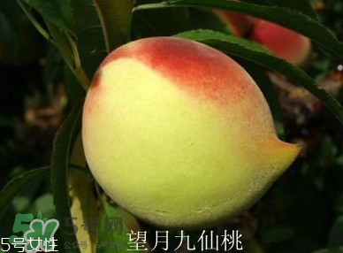 九仙桃什么時候成熟？九仙桃什么時候上市