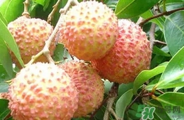 桂味荔枝多少錢一斤2017？桂味荔枝價格