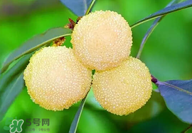 吃楊梅中毒怎么辦？吃楊梅中毒的癥狀