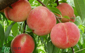 水蜜桃可以和香蕉一起吃嗎？水蜜桃可以跟香蕉同吃嗎？