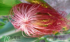 玉米須怎樣保存？玉米須可以曬干保存嗎？