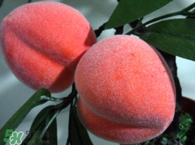 提子和桃子能一起吃嗎？提子和桃子一起吃好嗎？