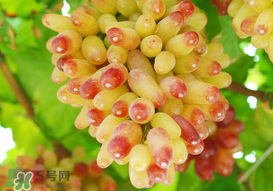 提子一天吃多少？提子一天吃幾個(gè)？