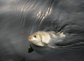 六月份怎么釣鯽魚？6月份釣鯽魚用什么餌料？