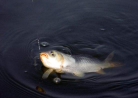 六月份怎么釣鯽魚？6月份釣鯽魚用什么餌料？