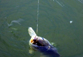 六月份怎么釣鯽魚？6月份釣鯽魚用什么餌料？