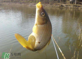 六月份怎么釣鯉魚？六月份釣鯉魚技巧