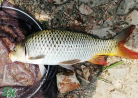 六月份怎么釣鯉魚？六月份釣鯉魚技巧