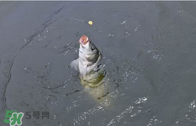 六月份怎么釣鯉魚？六月份釣鯉魚技巧