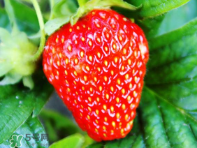 夏天有草莓嗎？夏天草莓結(jié)果嗎？