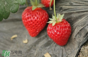 夏天有草莓嗎？夏天草莓結(jié)果嗎？
