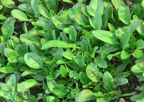 夏天可以種菠菜嗎？夏天菠菜為什么難種植？