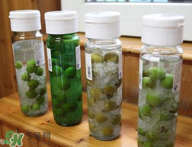青梅酒用什么酒泡？青梅酒用什么酒好？