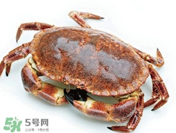 活面包蟹怎么保存？面包蟹能保存多久