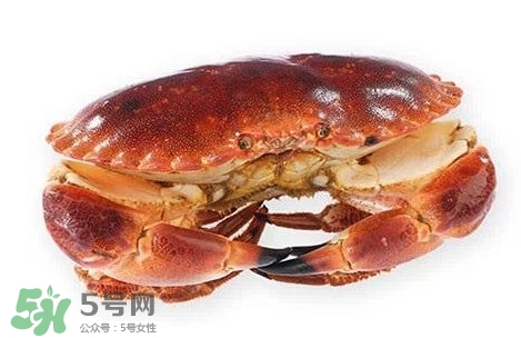 怎么判斷面包蟹是否新鮮？怎樣鑒別面包蟹的質(zhì)量好壞