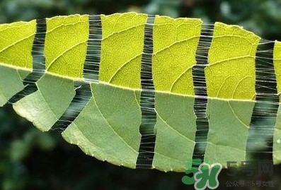 杜仲茶每天喝多少合適？杜仲茶喝多有什么不好
